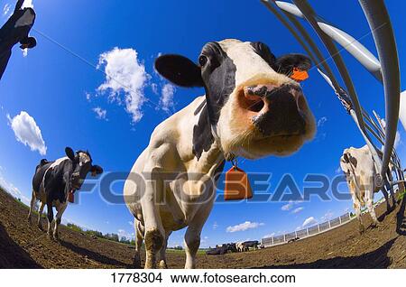 Dairy cow View Large Photo Image Picture - Dairy cow. Fotosearch