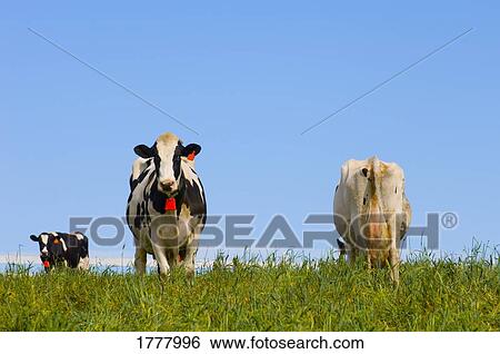 Dairy cows View Large Photo Image Stock Photograph - Dairy cows. Fotosearch
