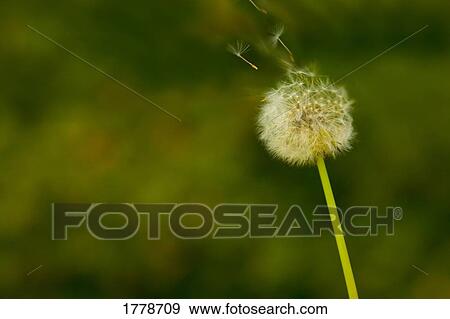Stock Photo - Dandelion fluff. Fotosearch