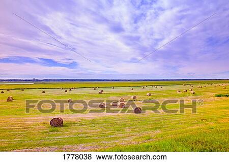 Stock Photo - Field of hay bales. Fotosearch