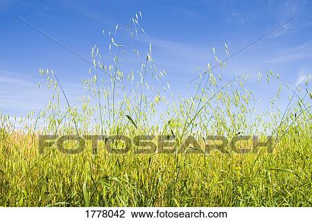 field of oats View Large Photo Image Stock Image - field of oats. Fotosearch