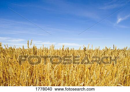 Stock Image - Field of wheat. Fotosearch