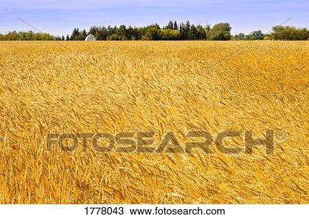 Field of wheat View Large Photo Image Stock Image - Field of wheat. Fotosearch