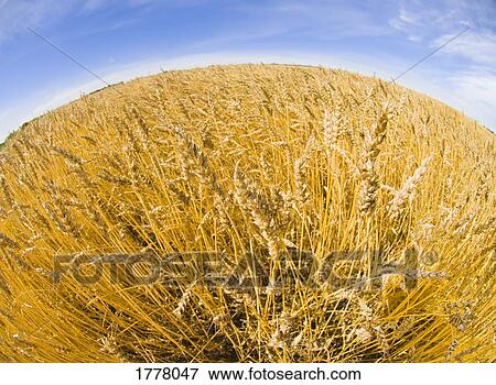 Field of wheat View Large Photo Image Stock Photo - Field of wheat. Fotosearch