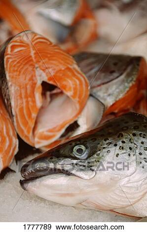 Fresh salmon View Large Photo Image Stock Photo - Fresh salmon. Fotosearch