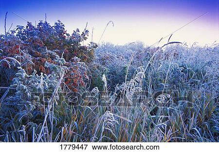 Stock Photo - Frost on grass. Fotosearch