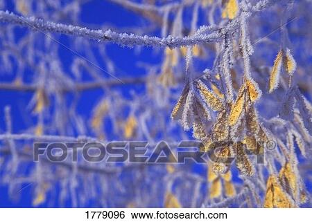 Frost on maple branches View Large Photo Image Stock Photograph - Frost on maple branches. Fotosearch