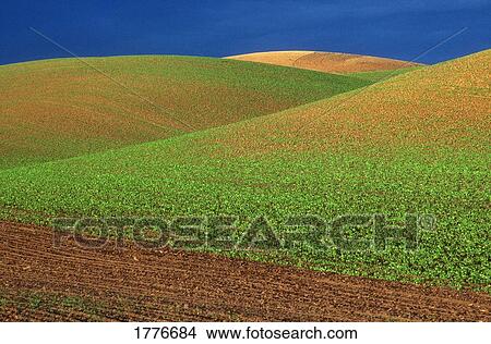 Growing crops View Large Photo Image Picture - Growing crops. Fotosearch