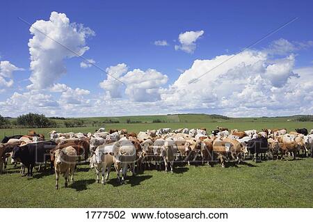 Stock Image - Herd of cattle. Fotosearch