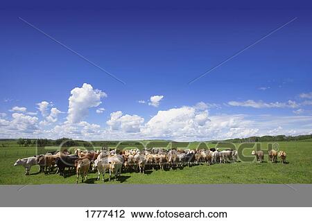 Stock Image - Herd of cows in field. Fotosearch