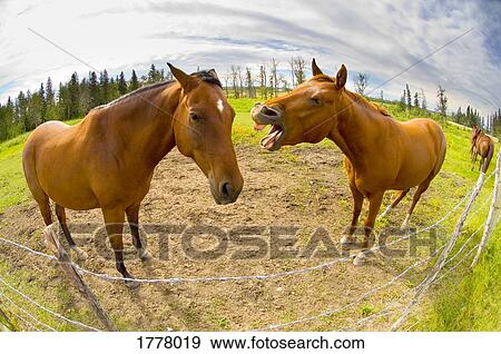 Stock Photo - Horse about to bite. Fotosearch