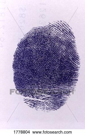 Human fingerprint View Large Photo Image Picture - Human fingerprint. Fotosearch