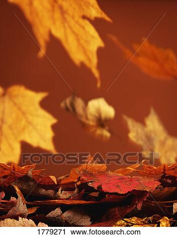 Stock Image - Leaves falling to the ground. Fotosearch