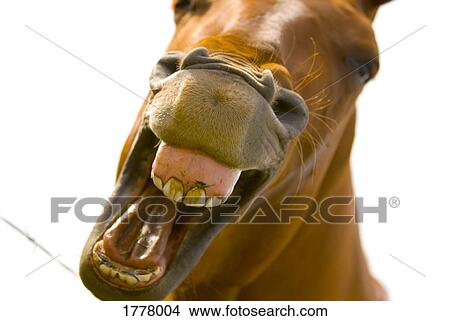 Mouth of horse View Large Photo Image Picture - Mouth of horse. Fotosearch