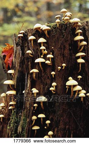 Mushrooms take over tree stump View Large Photo Image Stock Photograph - Mushrooms take over tree stump. Fotosearch