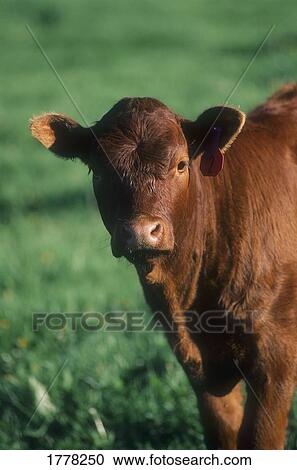 Portrait of a brown cow View Large Photo Image Stock Image - Portrait of a brown cow. Fotosearch