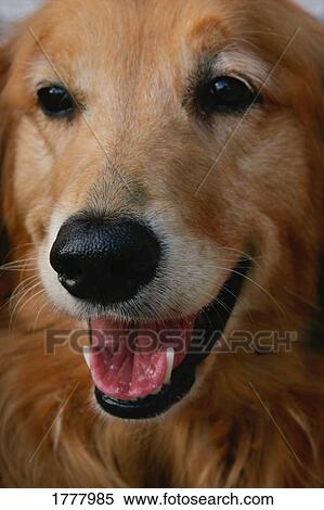 Portrait of a dog's face View Large Photo Image Stock Photography - Portrait of a dog's face. Fotosearch