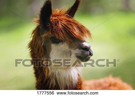 Profile of a llama View Large Photo Image Stock Photograph - Profile of a llama. Fotosearch