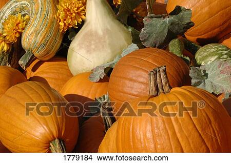 Picture - Pumpkin display. Fotosearch
