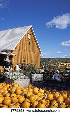 Stock Photo - Pumpkins. Fotosearch