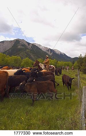 Ranchers herding cattle View Large Photo Image Stock Image - Ranchers herding cattle. Fotosearch
