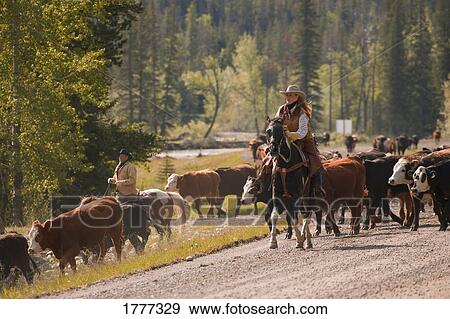 Ranchers herding cattle View Large Photo Image Stock Photo - Ranchers herding cattle. Fotosearch
