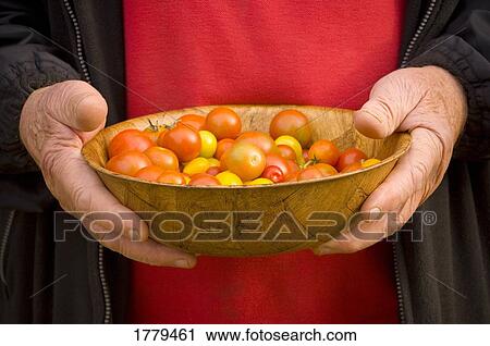 Stock Image - Senior holds garden-ripe tomatoes. Fotosearch