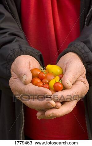 Stock Image - Senior holds tomatoes from garden. Fotosearch
