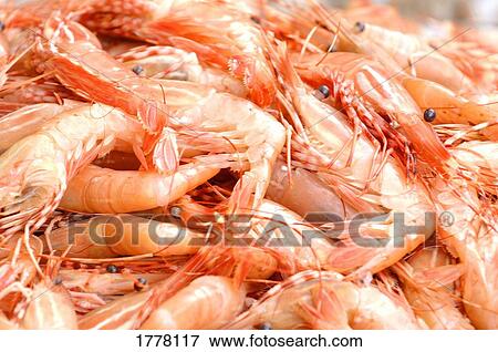 Shrimp View Large Photo Image Stock Photo - Shrimp. Fotosearch