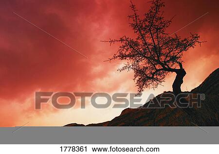 Stock Image - Silhouette of tree against sunrise. Fotosearch