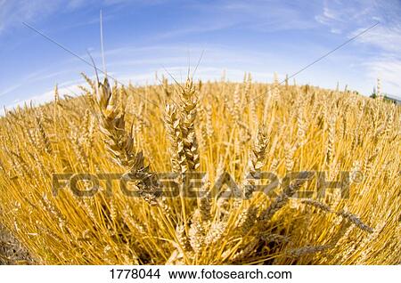 Stalk of wheat in field View Large Photo Image Picture - Stalk of wheat in field. Fotosearch