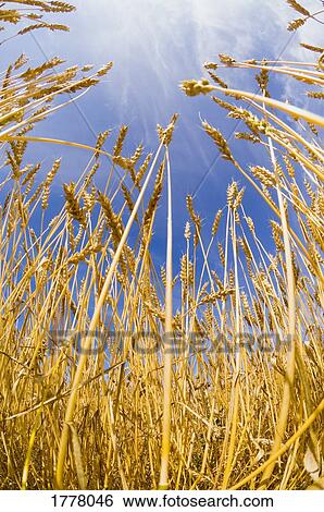 Stalks of wheat View Large Photo Image Stock Photograph - Stalks of wheat. Fotosearch