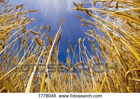 Stock Photography - Stalks of wheat. Fotosearch