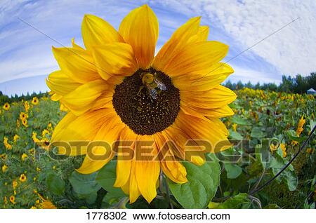 Sunflower in patch View Large Photo Image Stock Image - Sunflower in patch. Fotosearch