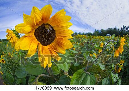 Sunflower patch View Large Photo Image Stock Photo - Sunflower patch. Fotosearch