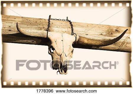 Stock Photograph - Texas Longhorn Skull. Fotosearch