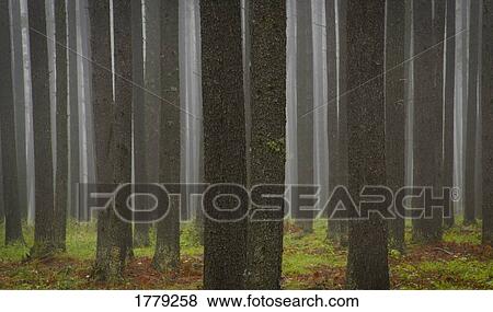Tree trunks View Large Photo Image Stock Photo - Tree trunks. Fotosearch