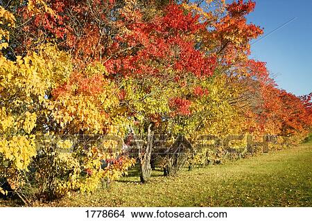 Trees in autumn View Large Photo Image Picture - Trees in autumn. Fotosearch