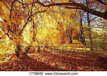 Trees in autumn View Large Photo Image Stock Photo - Trees in autumn. Fotosearch