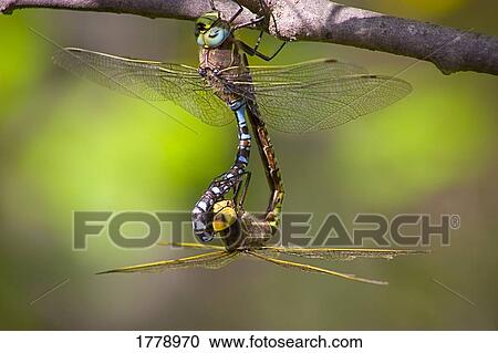 Stock Image - Two dragonflies. Fotosearch