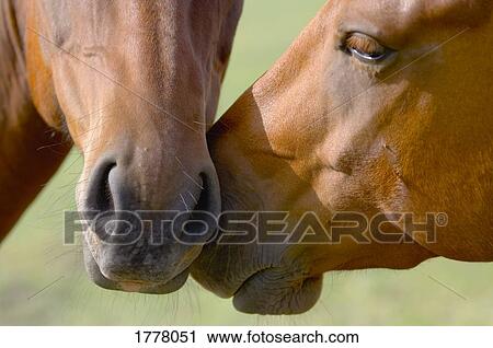 Stock Image - Two horses with heads touching. Fotosearch