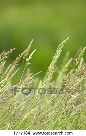Weeds bending in the wind View Large Photo Image Picture - Weeds bending in the wind. Fotosearch