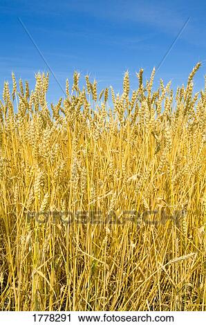 Wheat in field View Large Photo Image Stock Image - Wheat in field. Fotosearch