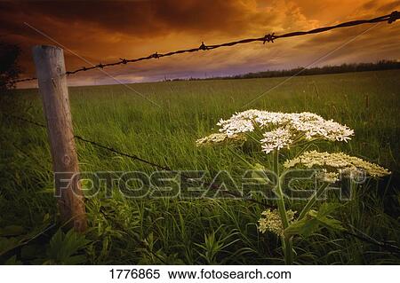 Stock Photography - Wild flower growing by a barbed wire fence. Fotosearch