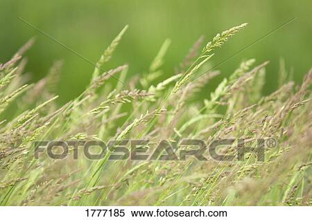 Wild grasses in the breeze View Large Photo Image Stock Photography - Wild grasses in the breeze. Fotosearch