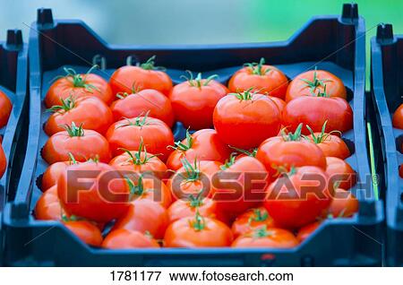 A basket full of tomatoes View Large Photo Image Stock Photo - A basket full of tomatoes. Fotosearch