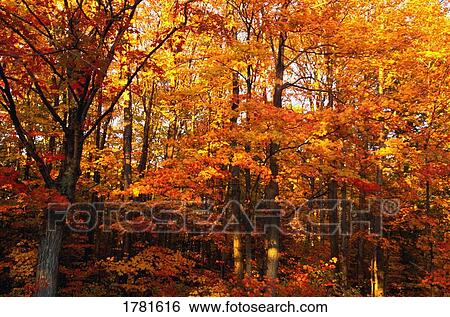 Stock Photograph - A beautiful autumn forest. Fotosearch