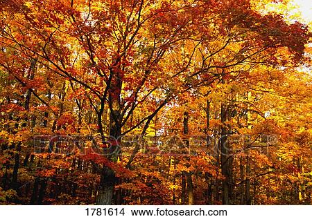 A beautiful autumn tree View Large Photo Image Picture - A beautiful autumn tree. Fotosearch