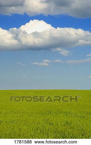Stock Photo - A canola field. Fotosearch