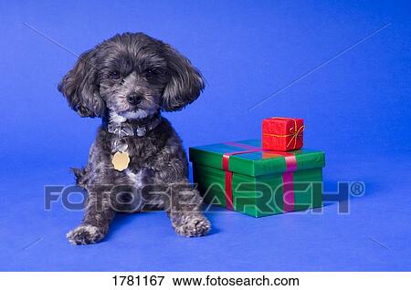 Stock Photo - A dog with some gifts. Fotosearch